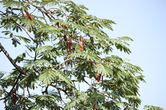Albizia thompsonii